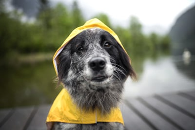 Dog with a rain coat on