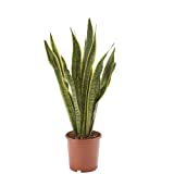 AIRY boegramhennep (Sansevieria trifasciata) • Luchtzuiverende plant • Pot-Ø ca. 17cm, hoogte...