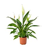 AIRY enkelbladig (Spathiphyllum) met grote luchtzuiverende werking • Pot Ø 17 cm • Hoogte...