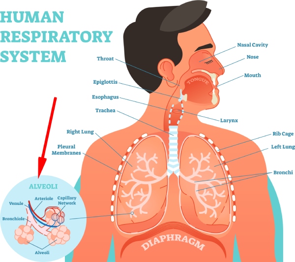 schets van menselijke longen, longblaasjes en luchtwegen
