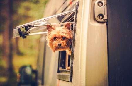 Hond die uit het raam van een camper hangt